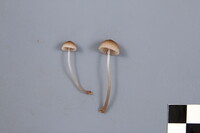 Mycena rubromarginata image